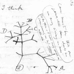 Charles Darwin's 1837 sketch, his first diagram of an evolutionary tree from his First Notebook on Transmutation of Species (1837), on view at the Museum of Natural History in Manhattan.